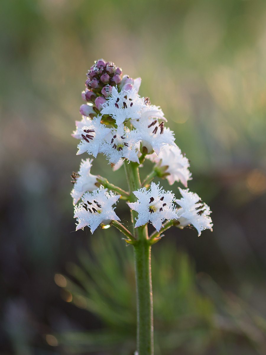 Изображение особи Menyanthes trifoliata.