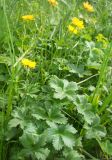 Trollius dschungaricus