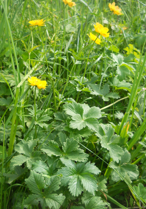 Image of Trollius dschungaricus specimen.