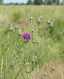 Centaurea adpressa