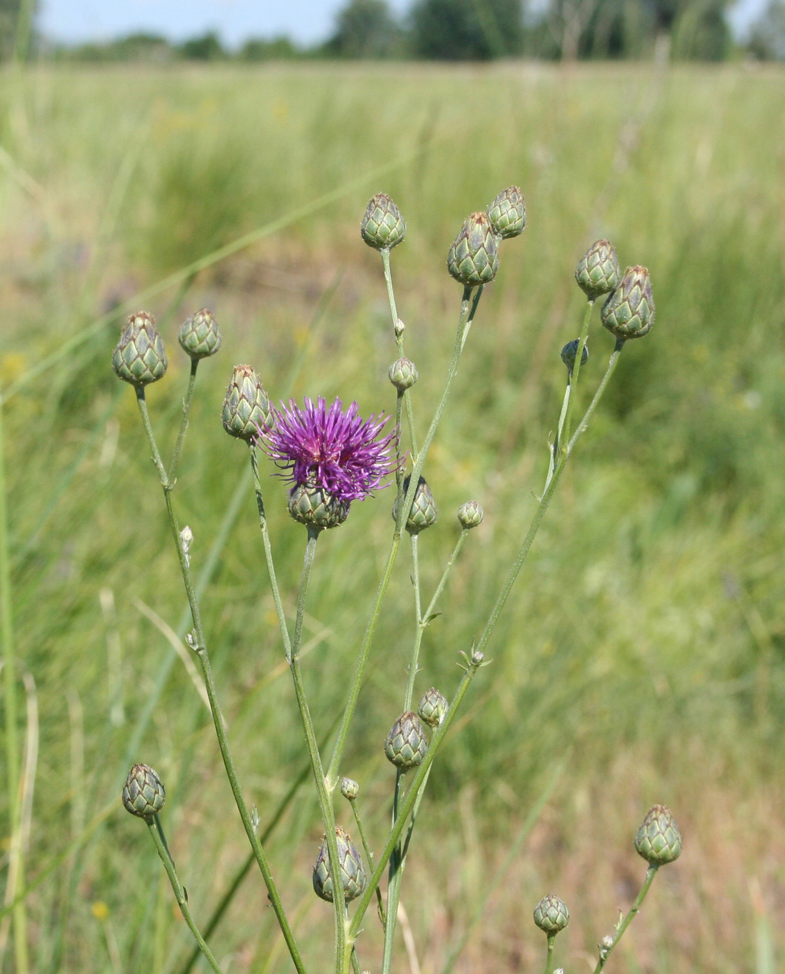 Image of Centaurea adpressa specimen.