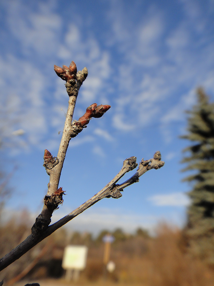 Изображение особи род Amygdalus.