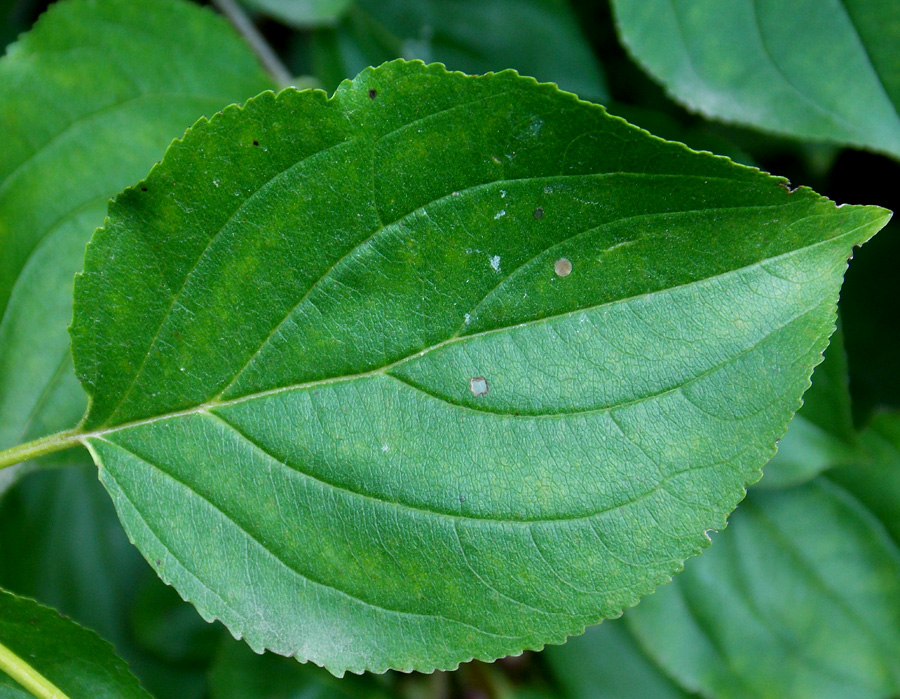 Изображение особи Rhamnus cathartica.