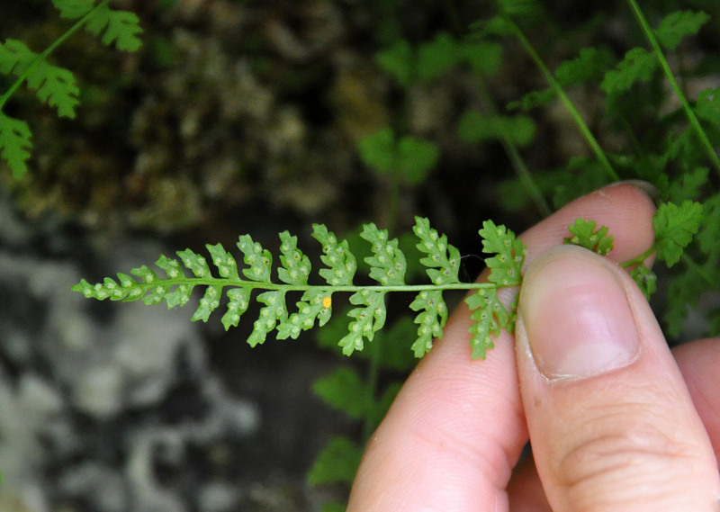 Изображение особи Woodsia pinnatifida.