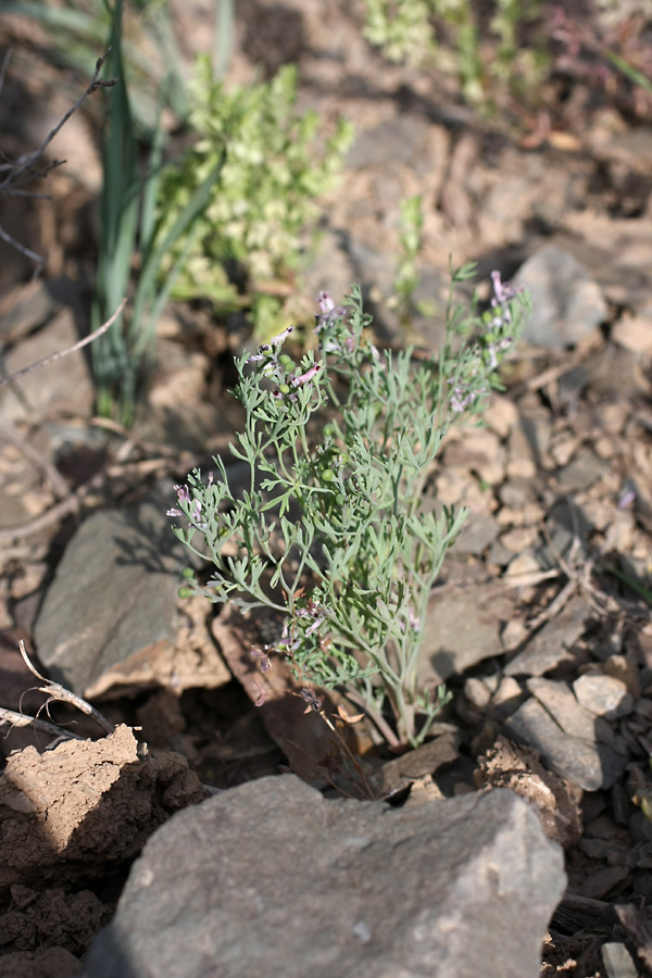 Image of Fumaria vaillantii specimen.