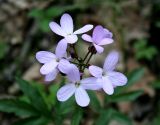 Cardamine quinquefolia. Соцветие. Украина, Киев, заказник \"Лесники\", лиственный лес. 8 апреля 2007 г.