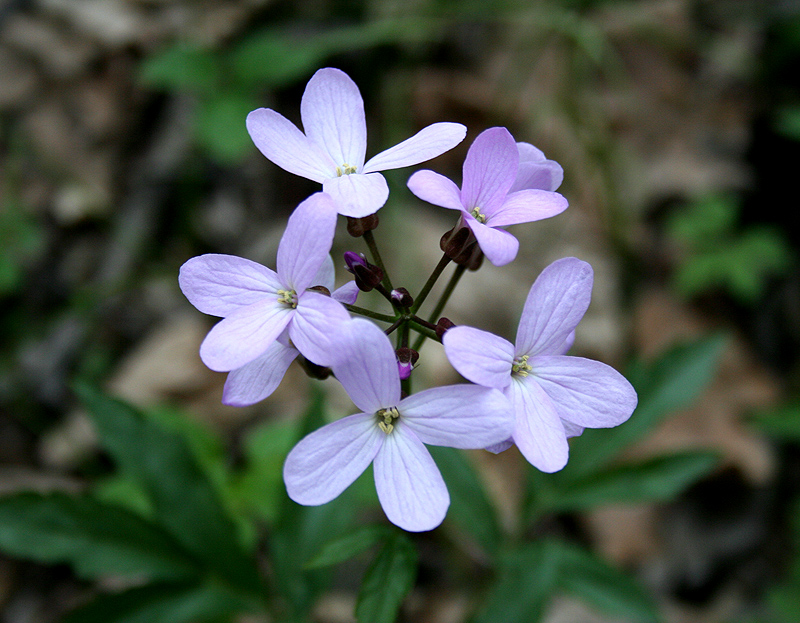 Image of Cardamine quinquefolia specimen.