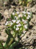 Valerianella szovitsiana