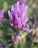 Astragalus onobrychis