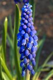 Muscari armeniacum