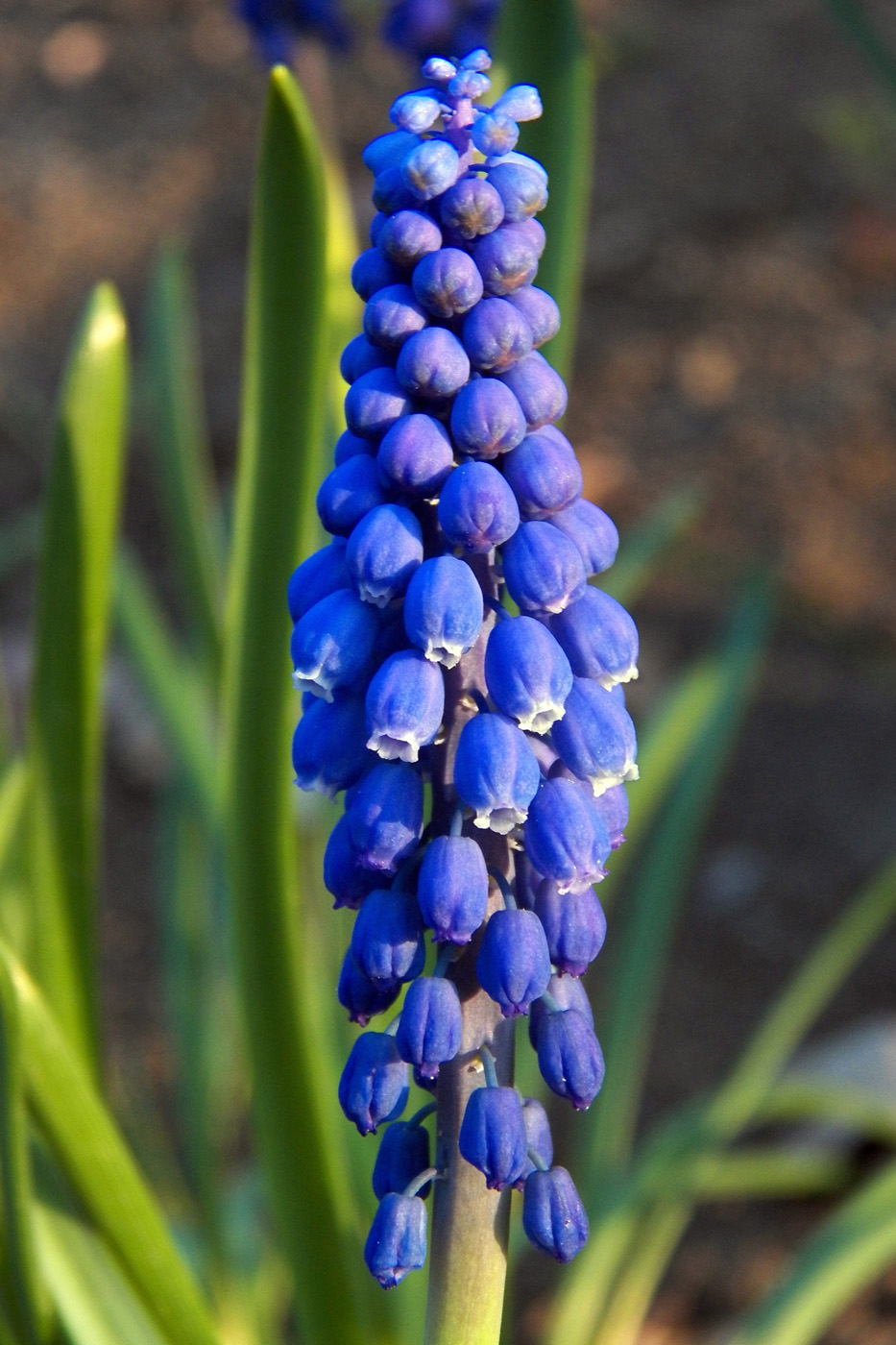 Image of Muscari armeniacum specimen.