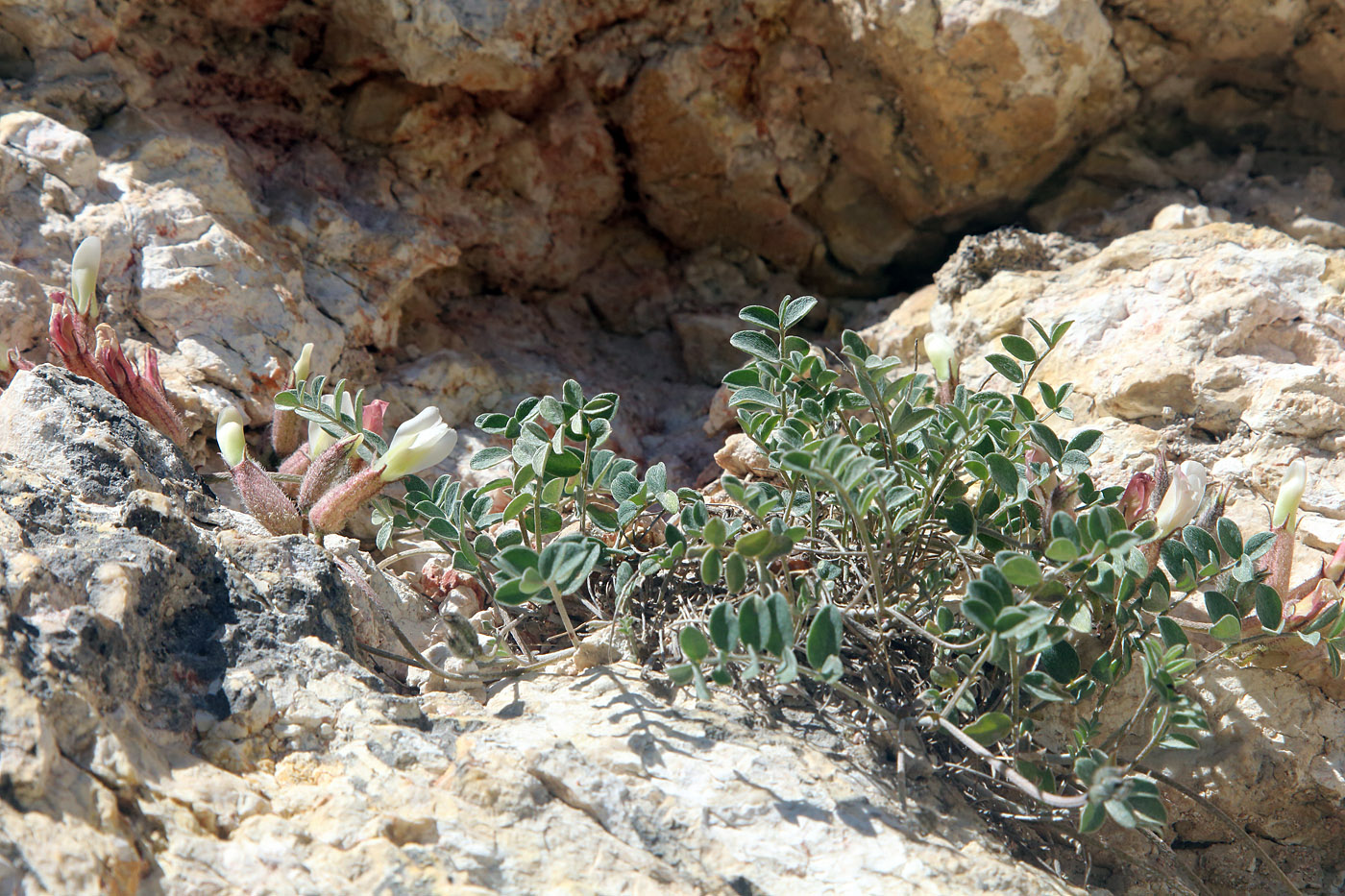 Image of Astragalus abolinii specimen.