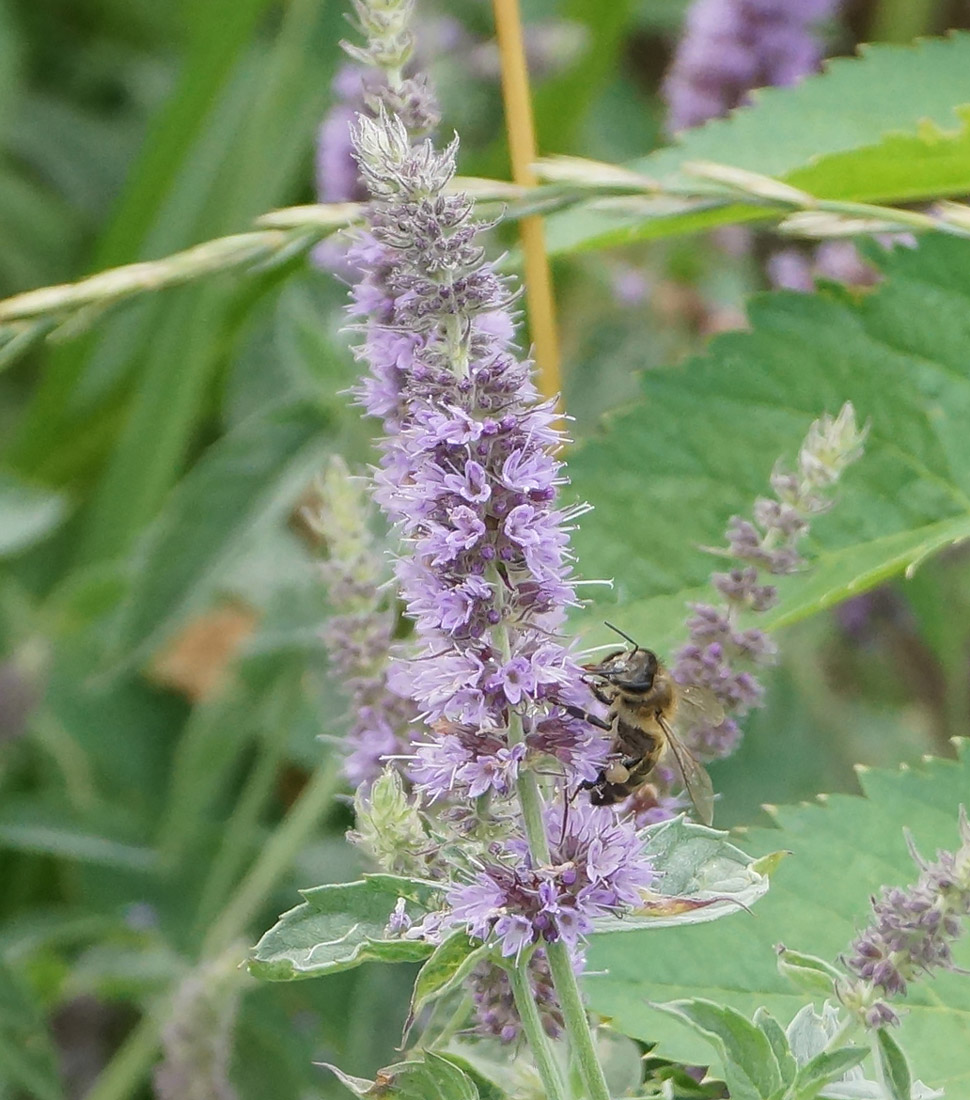 Image of Mentha asiatica specimen.