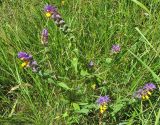 Melampyrum polonicum
