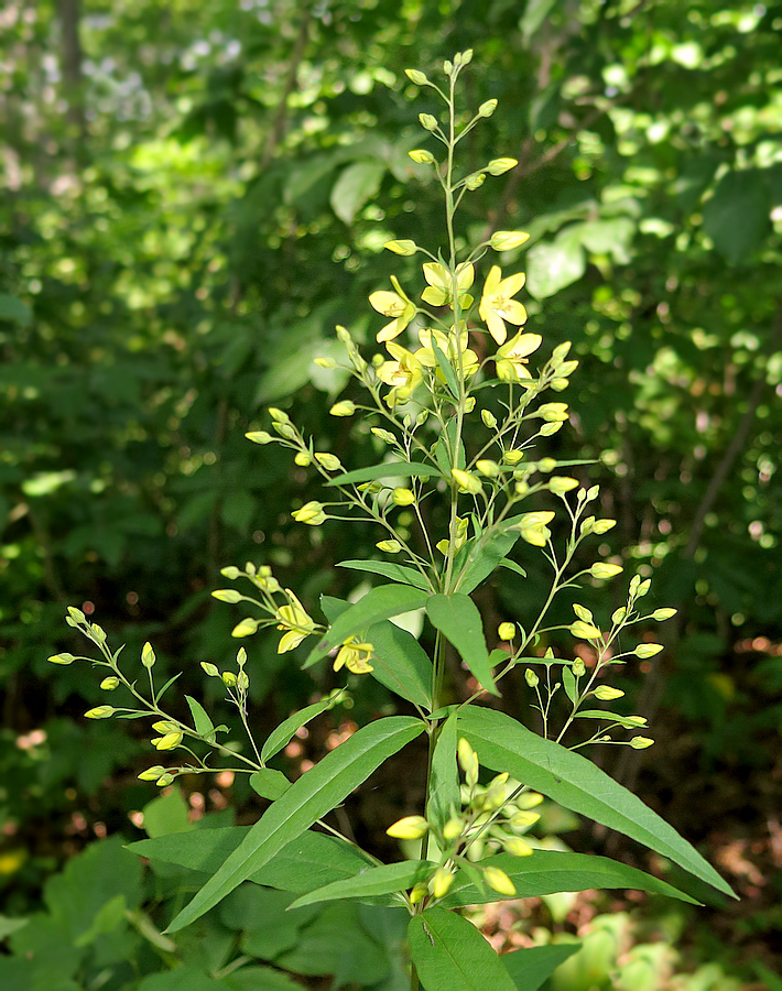 Изображение особи Lysimachia davurica.