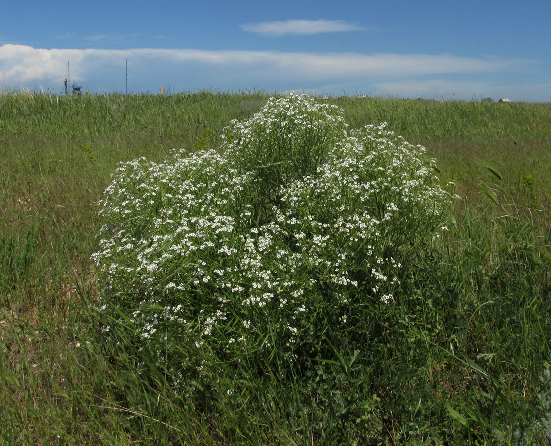 Image of Crambe aspera specimen.