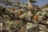 Cedrus atlantica. Часть ветви с микростробилами. Республика Крым, Малореченское, возле Храма-маяка. 14.11.2014.