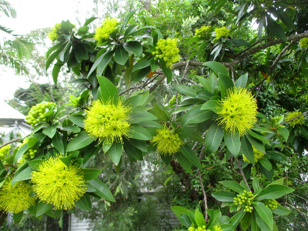 Изображение особи Xanthostemon chrysanthus.