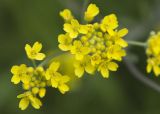 genus Aurinia