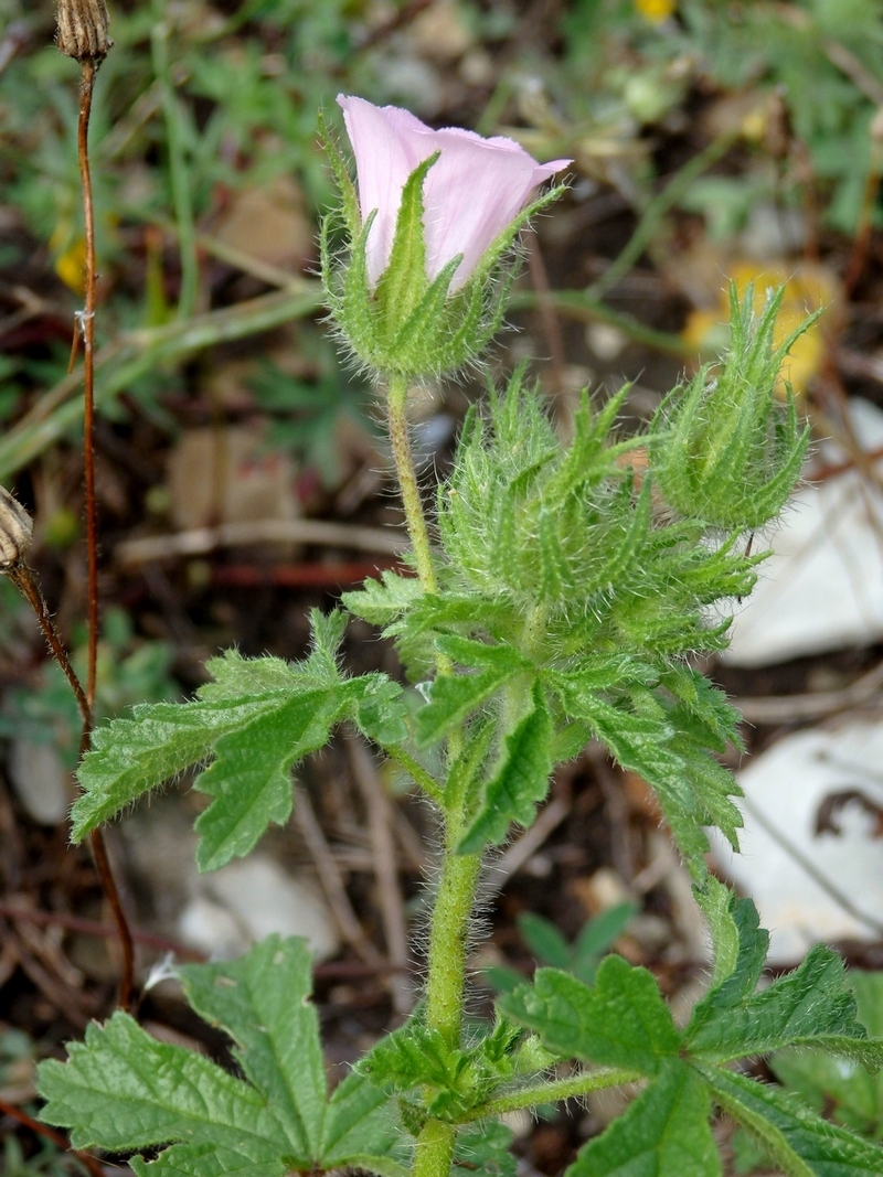 Image of Malva setigera specimen.