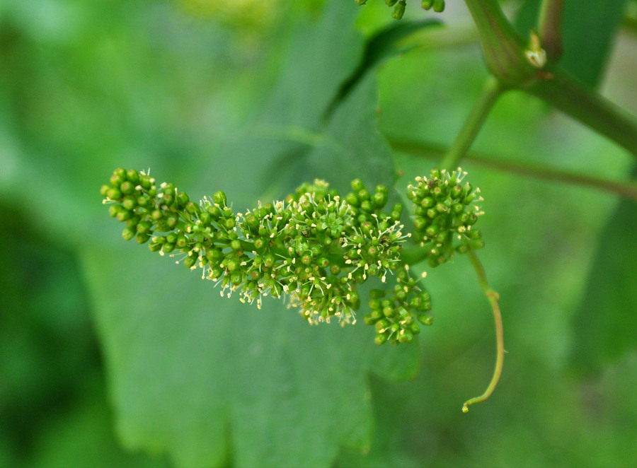 Изображение особи Vitis vinifera.