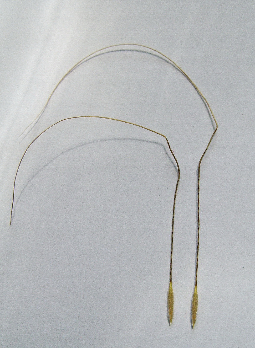 Image of Stipa korshinskyi specimen.