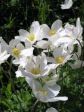 Anemone sylvestris