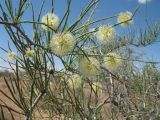 Calligonum × macrocarpum. Верхушка ветви с плодами. Южный Казахстан, Жамбылская обл., окр. с. Акыртобе; южная часть песков Мойынкум, полузакреплённые пески. 4 июня 2016 г.