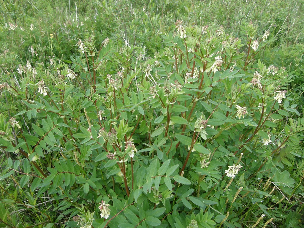 Изображение особи Astragalus frigidus.