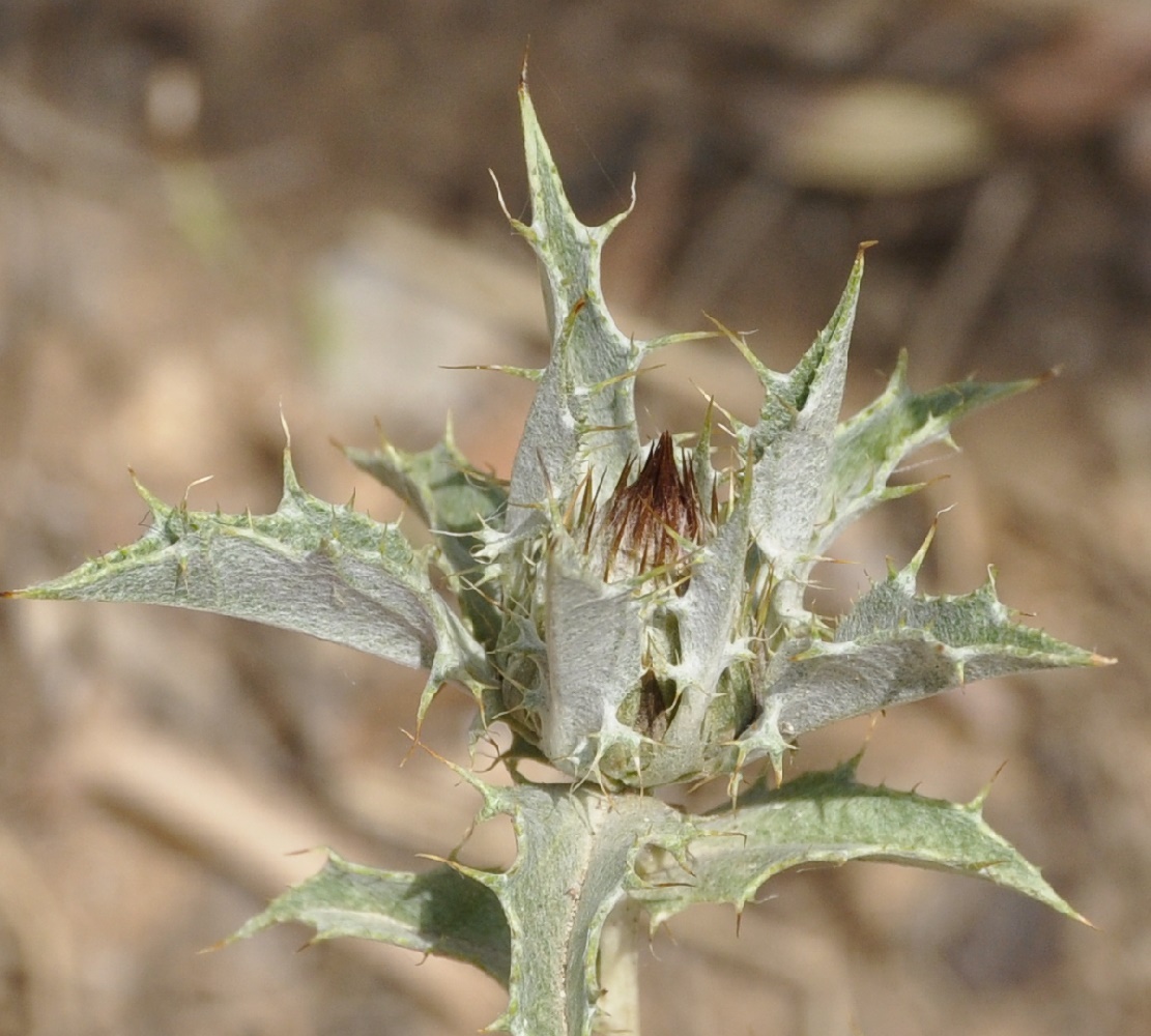 Изображение особи Carlina lanata.