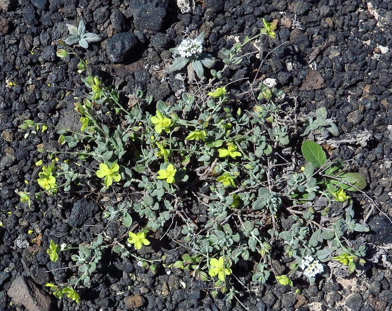 Image of Helianthemum canariense specimen.