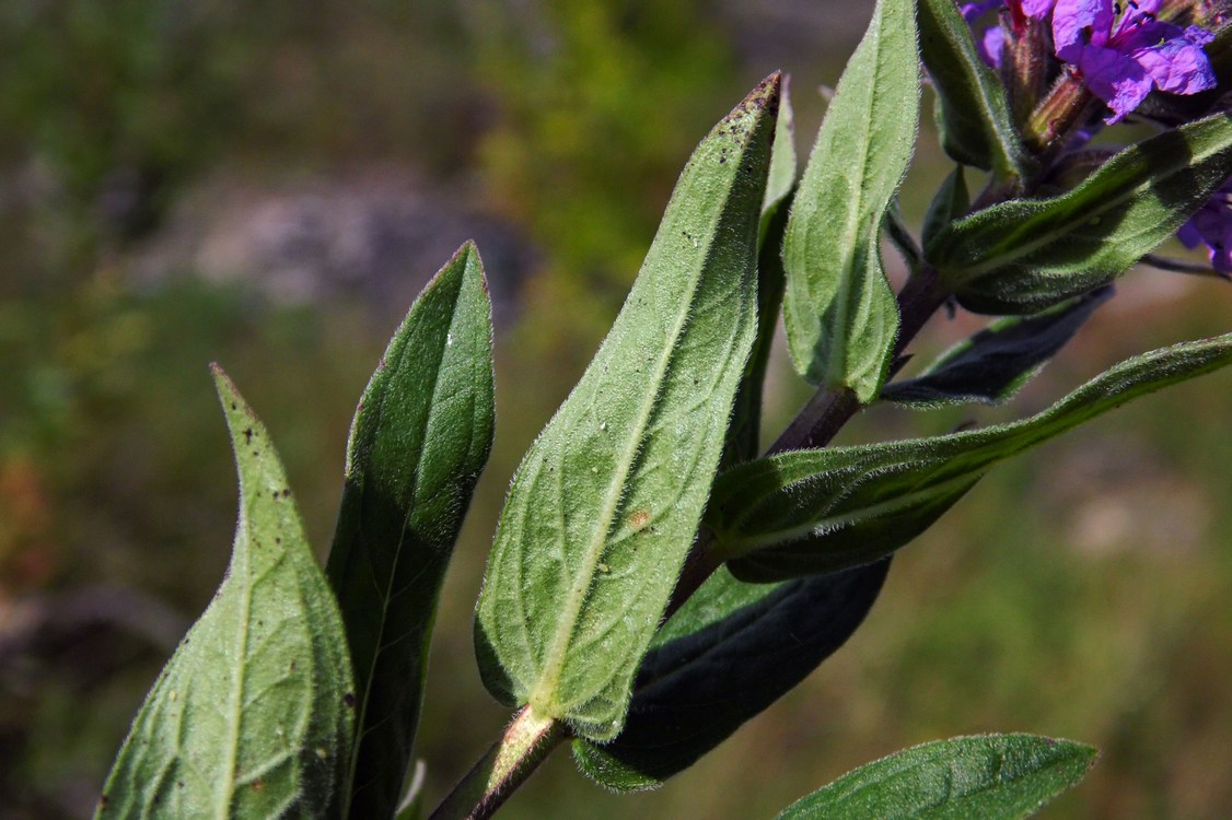 Image of Lythrum salicaria specimen.