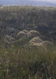 Stipa capillata