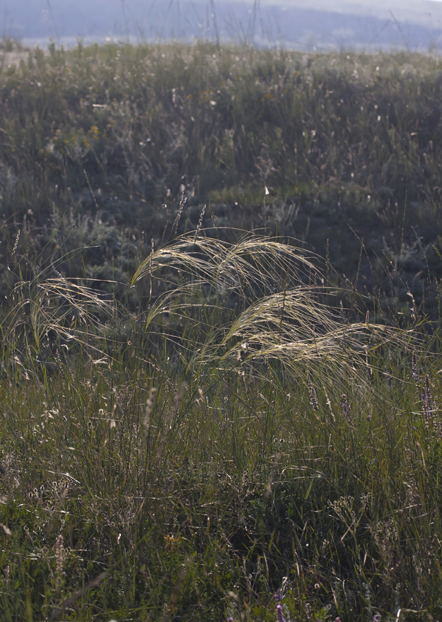 Изображение особи Stipa capillata.