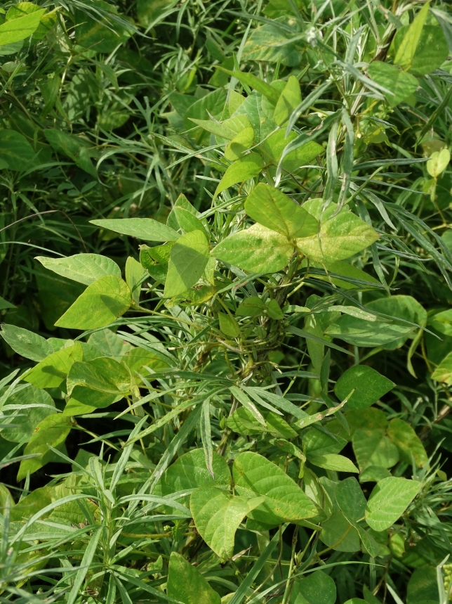 Image of Amphicarpaea japonica specimen.