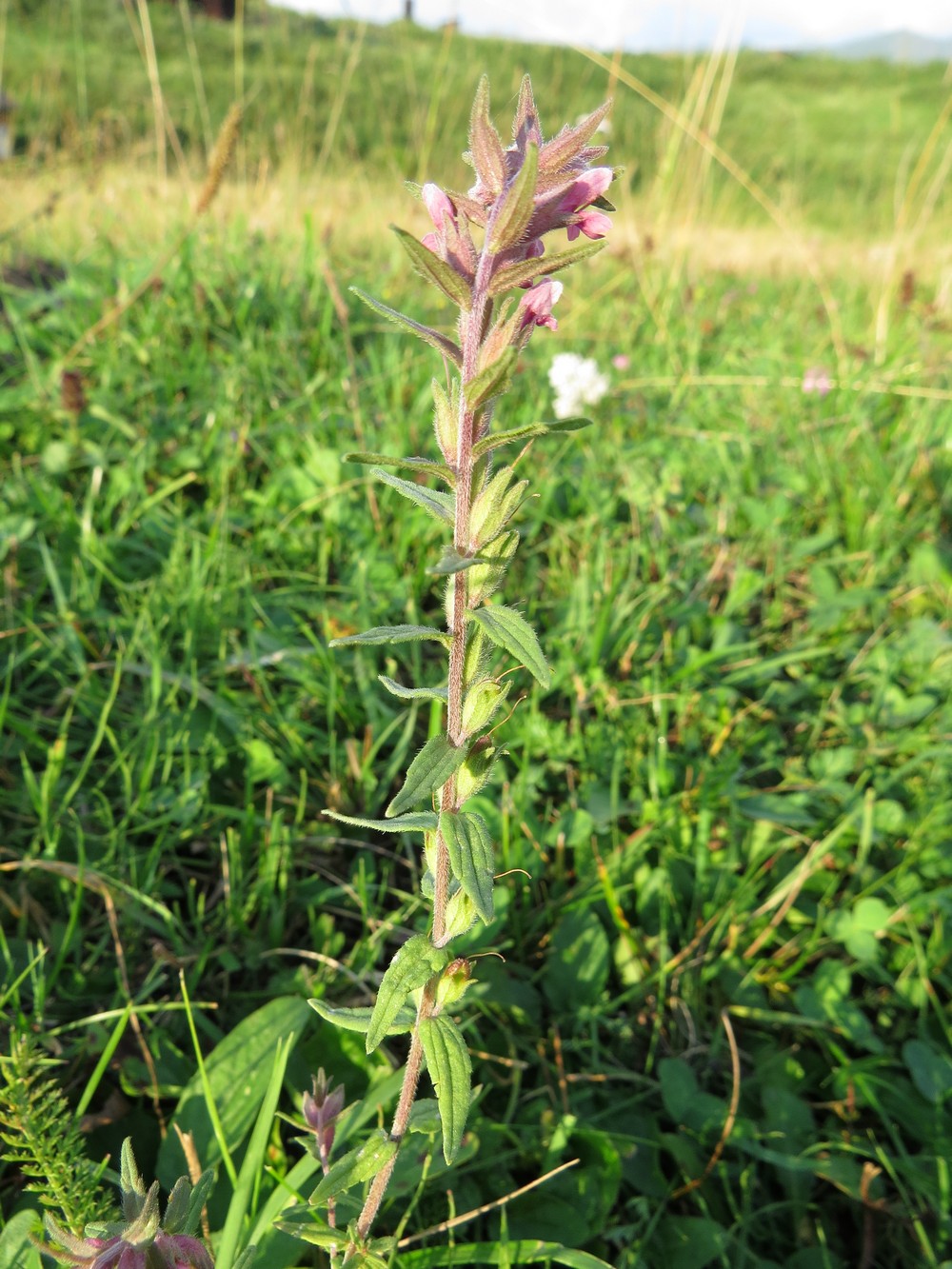 Изображение особи Odontites vulgaris.