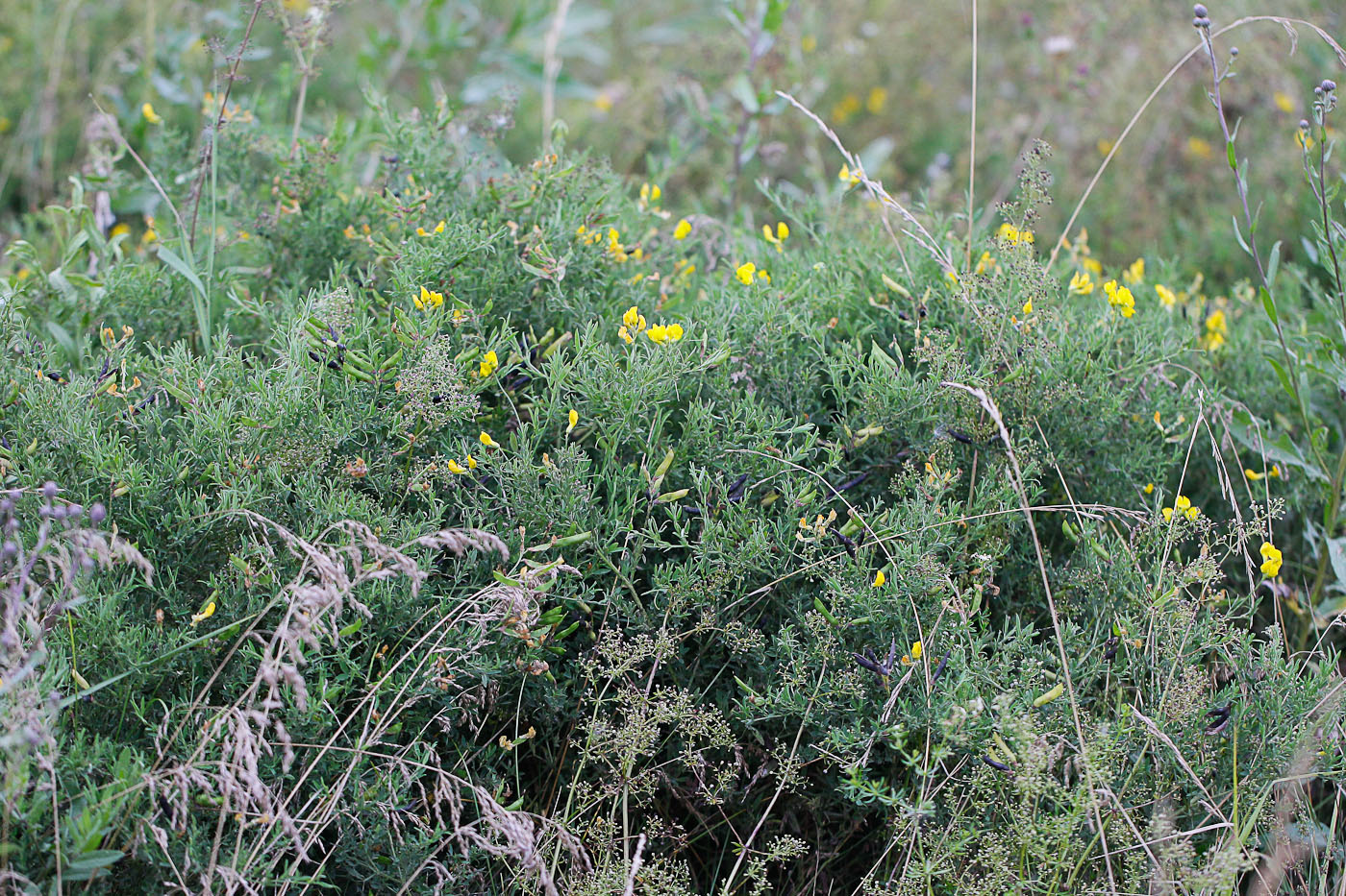 Image of Lathyrus pratensis specimen.