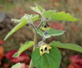 Physalis peruviana