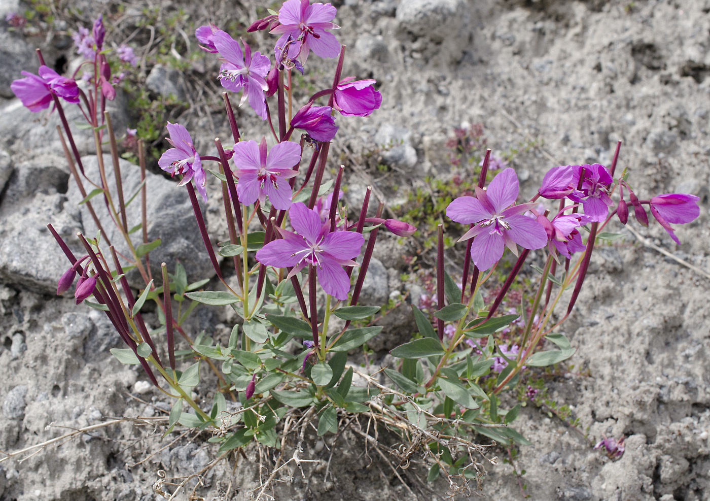 Image of Chamaenerion latifolium specimen.