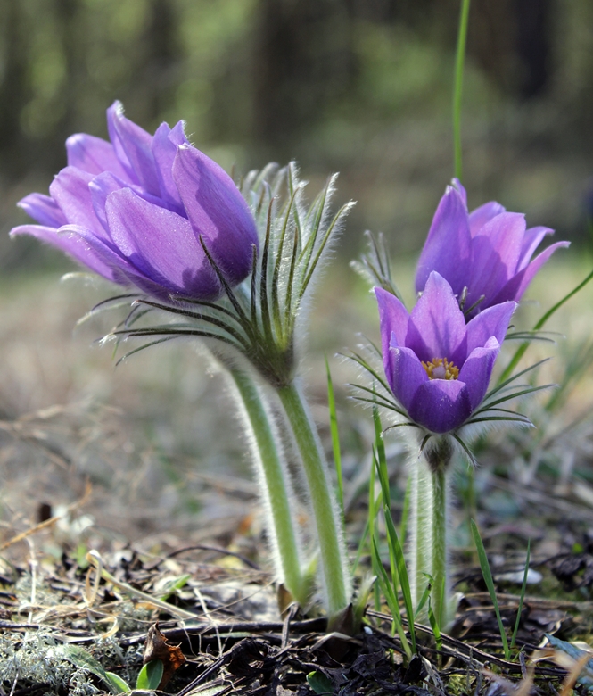 Изображение особи Pulsatilla patens.