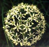 Allium decipiens