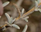 Salsola oppositifolia