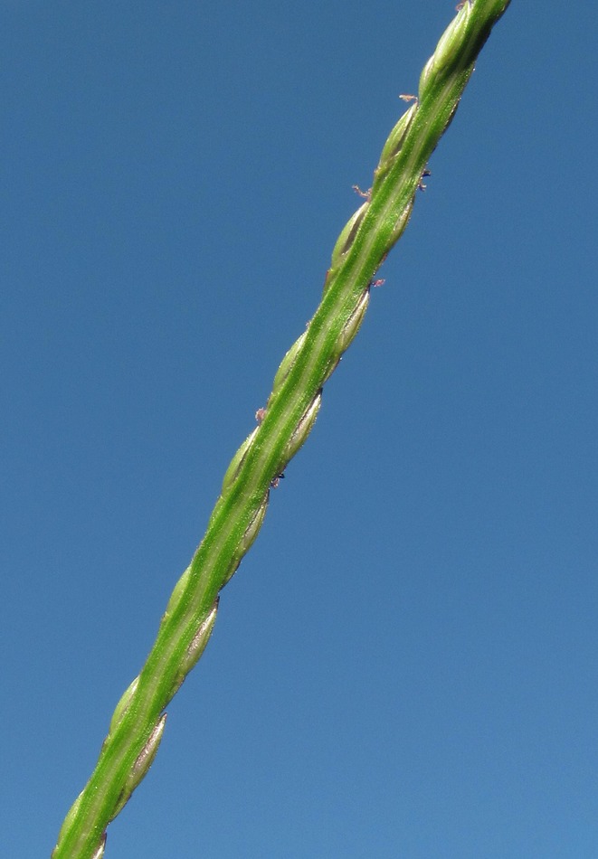 Изображение особи Digitaria sanguinalis.