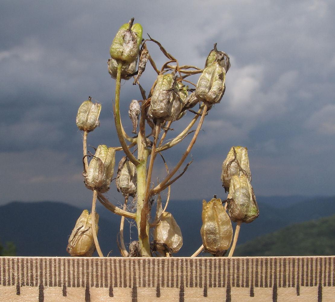 Image of Ornithogalum arcuatum specimen.