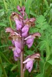 Orchis spitzelii