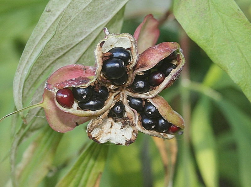 Image of Paeonia anomala specimen.