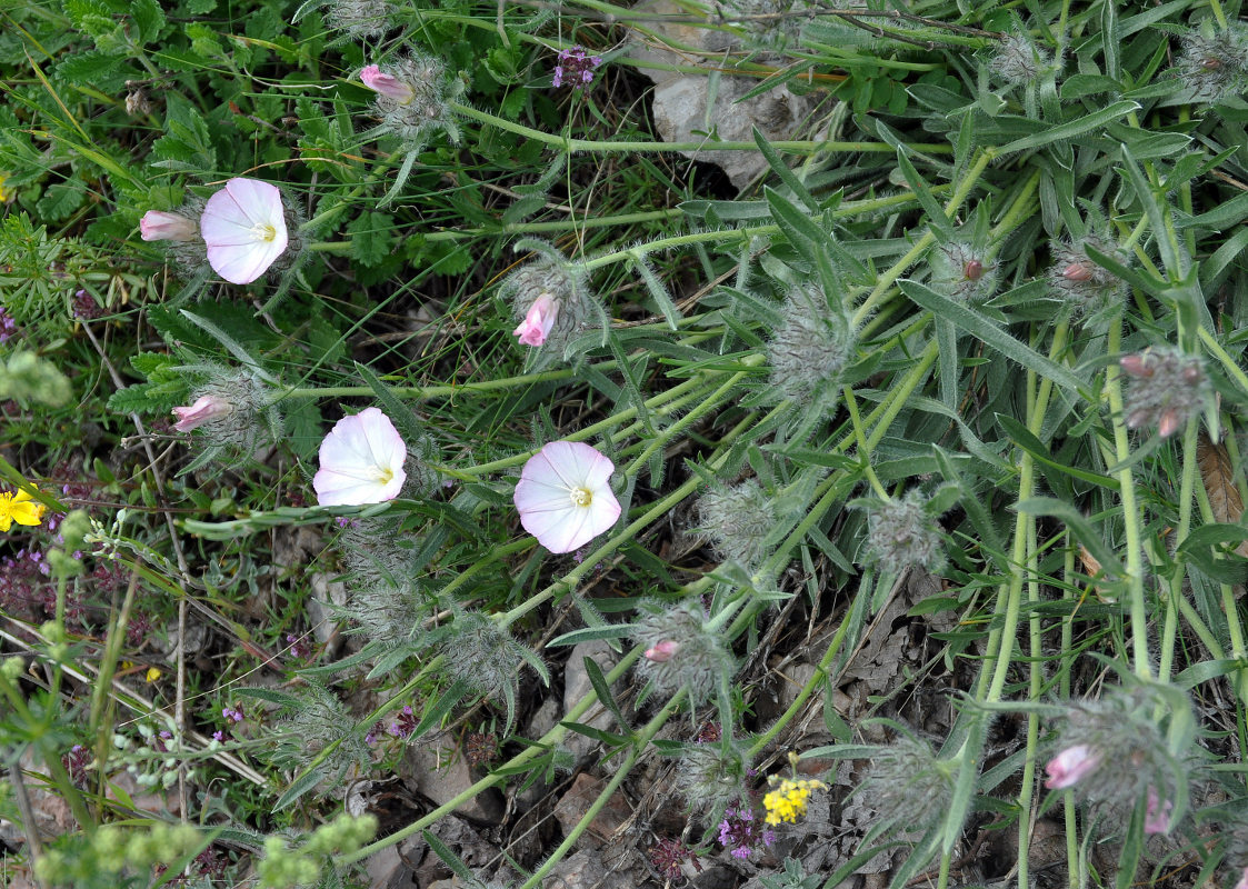 Изображение особи Convolvulus tauricus.