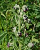 Cynoglossum officinale. Верхняя часть цветущего растения. Восточный Казахстан, Кокпектинский р-н, 25 км в горы от с. Пантелеймоновка, 1000 м н.у.м., сопка. 14.06.2016.