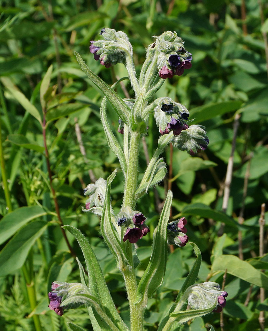 Image of Cynoglossum officinale specimen.