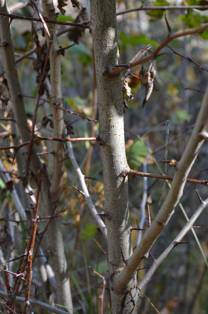 Image of genus Crataegus specimen.